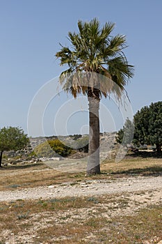 Lone Palm Tree in Arid Landscape