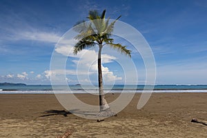 A lone palm tree on the beach in Marino Ballena National Park