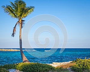 Lone palm tree. Beautiful tropical landscape, blue sky and sea in the background.