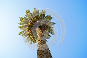 A lone palm tree on blue sky background.