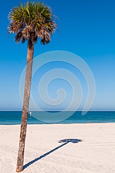 A lone palm tree casting it`s shadow on a white beach in Clearwater Beach, Florida, USA on a sunny day