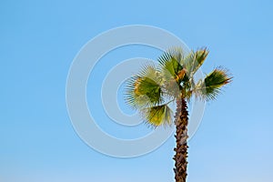 A lone palm tree on clear blue sky