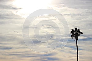 Lone Palm Tree in the cloudy Sky