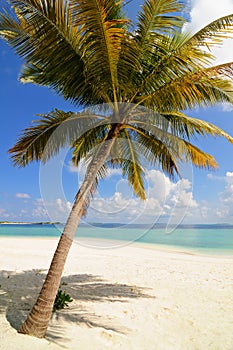 Lone Palm Tree on Maldives