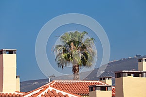 Lone palm tree standing tall in Costa Adeje, Tenerife