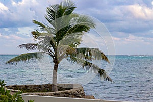 A lone palm tree stands next to the sea wall on Ambergris Caye.