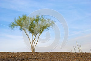 Lone Palo Verde Tree