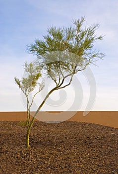 Lone Palo Verde Tree