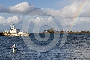 A lone pelican swims in the bay with an old ship and rainbow in the sky in the background, Kangaroo Island, Southern Australia