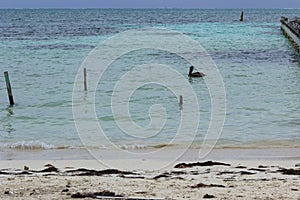 A lone pelican swims in the turquoise waters of the Caribbean.
