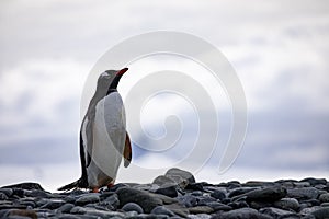 Lone penguin