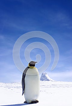 Lone Penguin