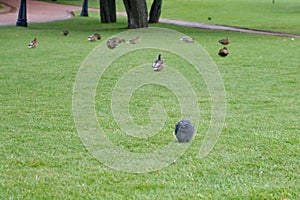Lone pigeon among ducks on the field - his among strangers