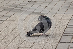 a lone pigeon perched on a gritty sidewalk.