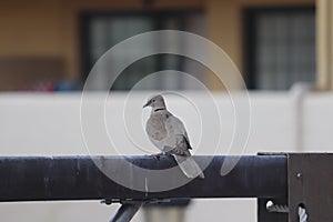 Lone pigeon perched on piping in Costa Adeje Tenerife