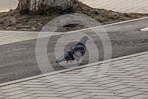 a lone pigeon on the sidewalk