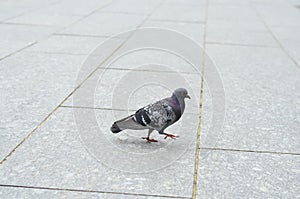 Lone pigeon walking along an urban sidewalk