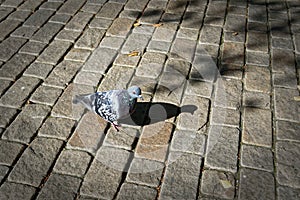 Lone pigeon walking along an urban sidewalk