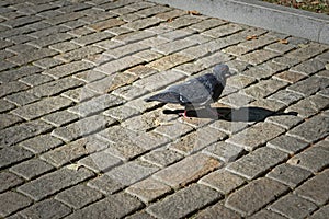 Lone pigeon walking along an urban sidewalk