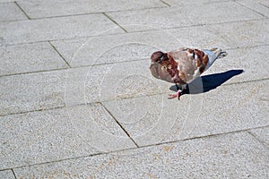 Lone pigeon walking along an urban sidewalk