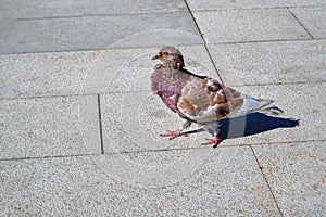 Lone pigeon walking along an urban sidewalk