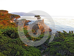 Lone Pine on the Big Sur coastline