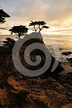 The Lone Pine, Big Sur