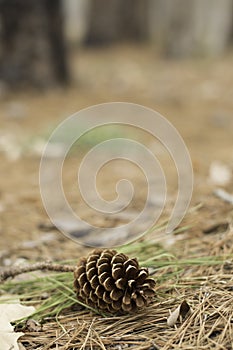 Lone Pine Cone