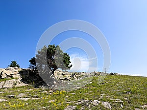 Lone pine growing on the rocks. a single tree that grows on a rock