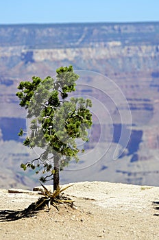 Lone Pine Shrub hanging on the Grand Canyon