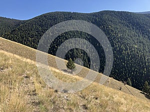 Lone pine on steep slope