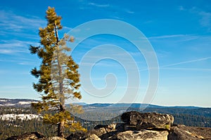 Lone Pine Tree