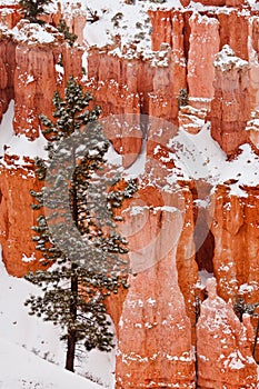 Lone Pine Tree