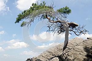 Lone pine tree