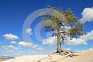 Lone pine tree