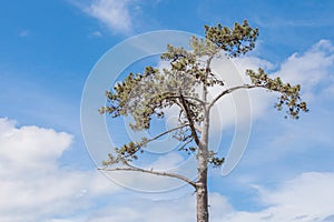 Lone pine tree against beautiful blue sky background.