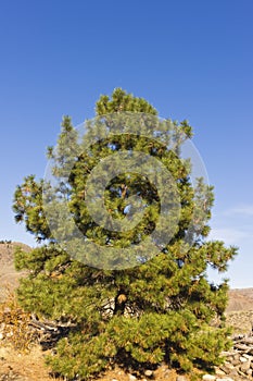 Lone pine tree against dark blue sky