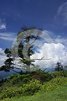 Lone pine tree against the sky