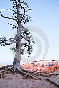 Lone pine tree at Bryce Canyon