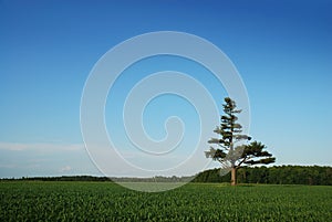 Lone pine tree in cornfield