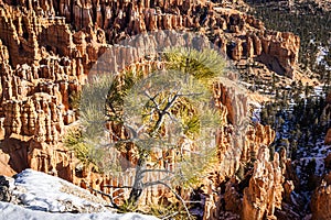 A lone pine tree in the forground with Bryce Canyon in the