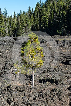 A lone pine tree found a way to survive in a lava field