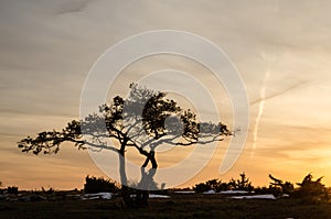 Pine tree at dusk