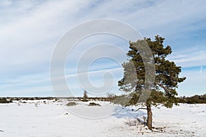 Lone pine tree in a great plain landscape