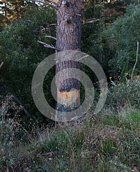 Lone pine tree in an indigenous forest photo