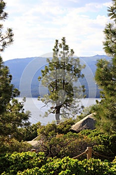 Lone pine tree with Lake Tahoe in background