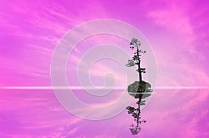 Lone pine tree in pink, silhouette