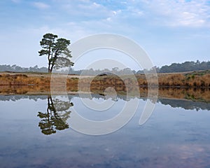 Lone pine tree reflected in water of pond on the heath near zeist in holland photo