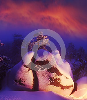 A lone pine tree on rocks