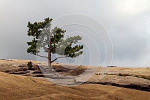 A lone pine tree on a rocky ground